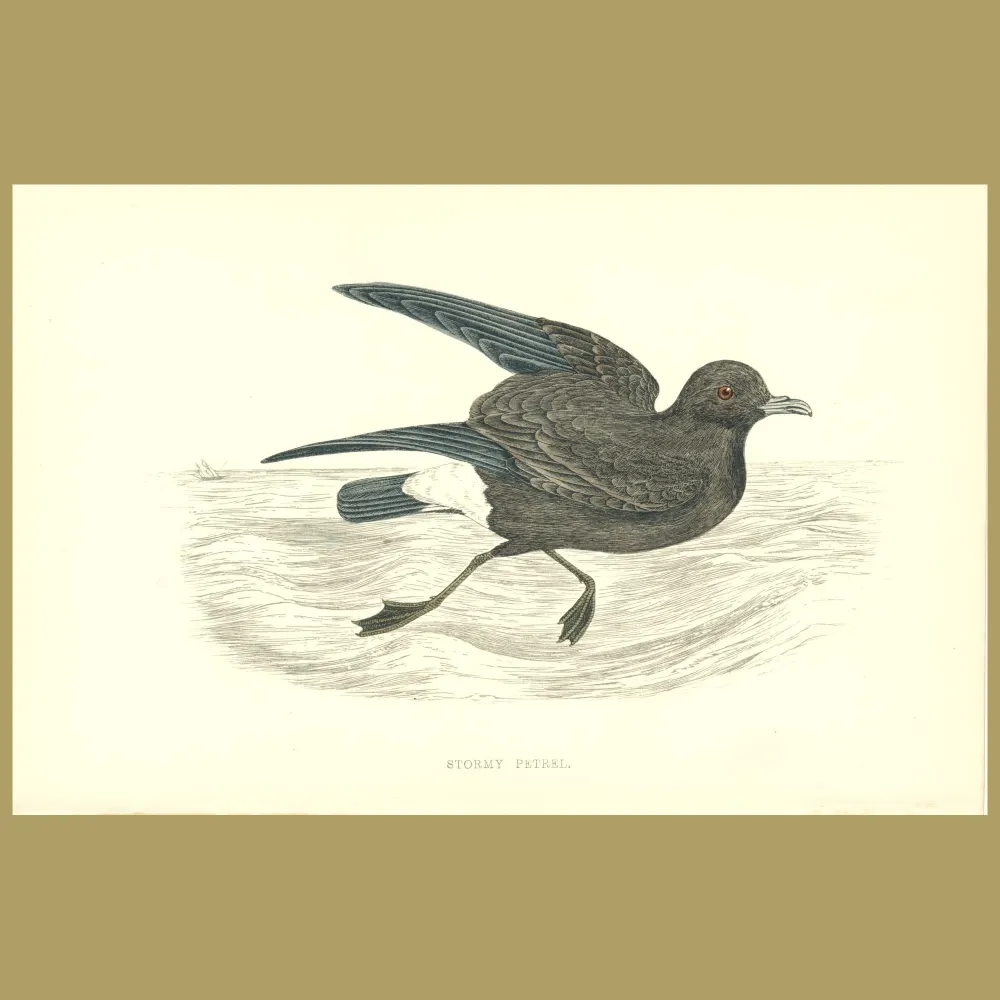 Antique print. Stormy Petrel