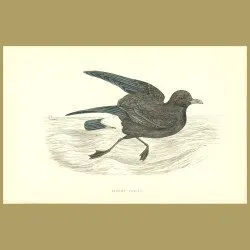 Stormy Petrel