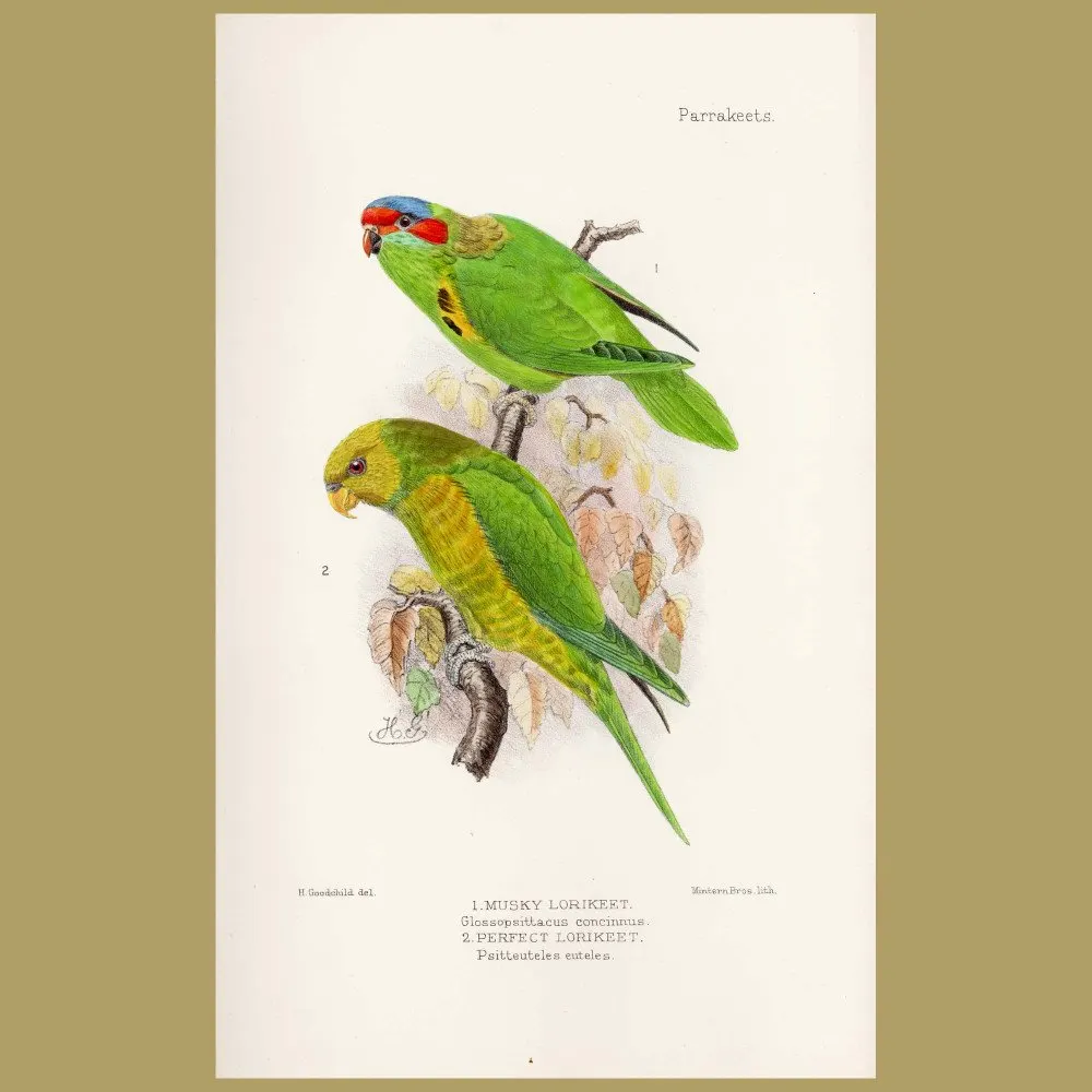 Antique print. Musky And Perfect Lorikeets