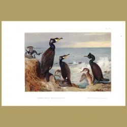 Cormorant And Shag