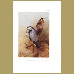 Common Heron And Purple Heron