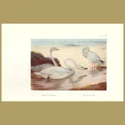 Bewick's Swan And Snow Goose