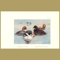 Golden Eye And Common Scoter