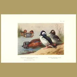 American Green-Winged Teal And Buffel-Headed Duck