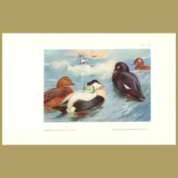 Eider Duck, Velvet Scoter