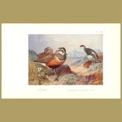 Dotterel And Ptarmigan