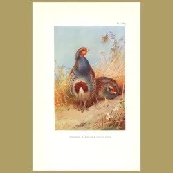 Common Partridge
