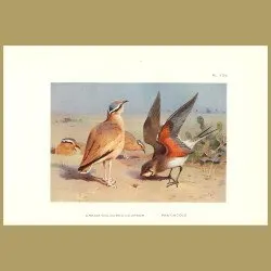 Cream Coloured Courser And Pratincole