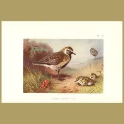 Golden Plover