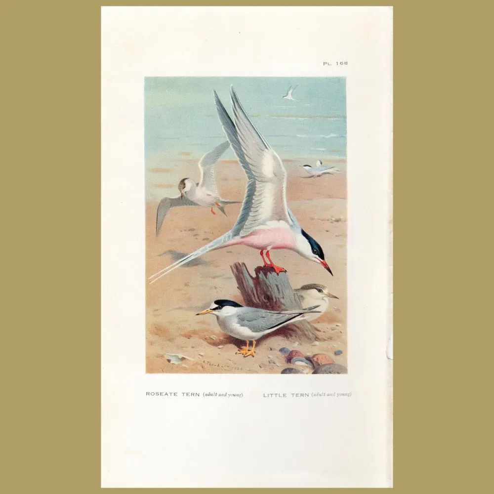 Antique print. Roseate Tern And Little Tern