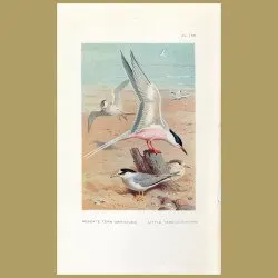 Roseate Tern And Little Tern