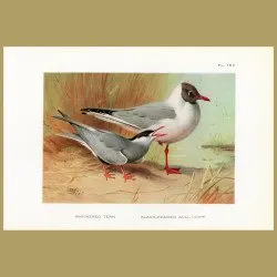 Whiskered Tern And Black-headed Gull