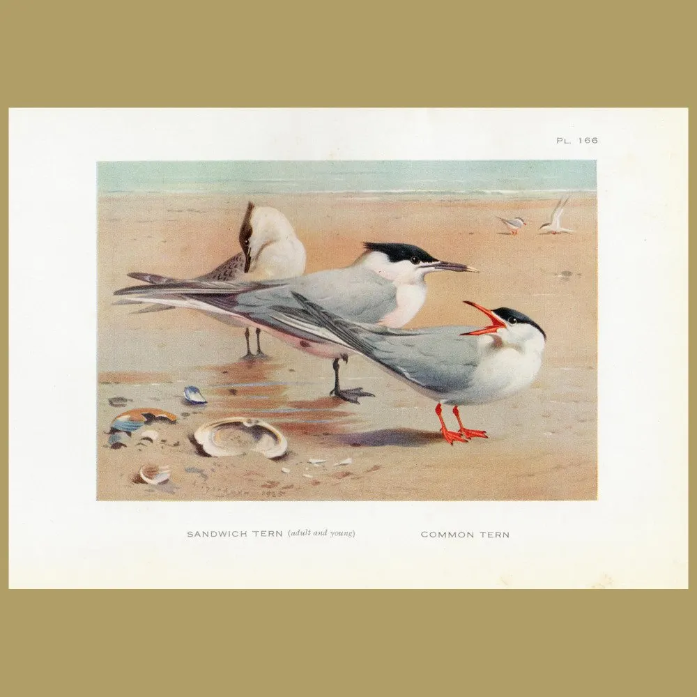 Antique print. Sandwich Tern And Common Tern