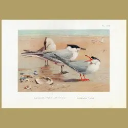 Sandwich Tern And Common Tern