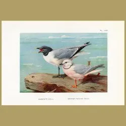 Sabine’s Gull And Wedge-tailed Gull