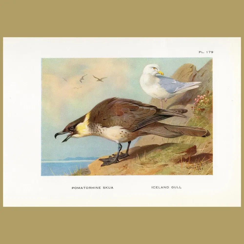 Antique print. Pomatorhine Skua And Iceland Gull