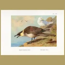 Pomatorhine Skua And Iceland Gull