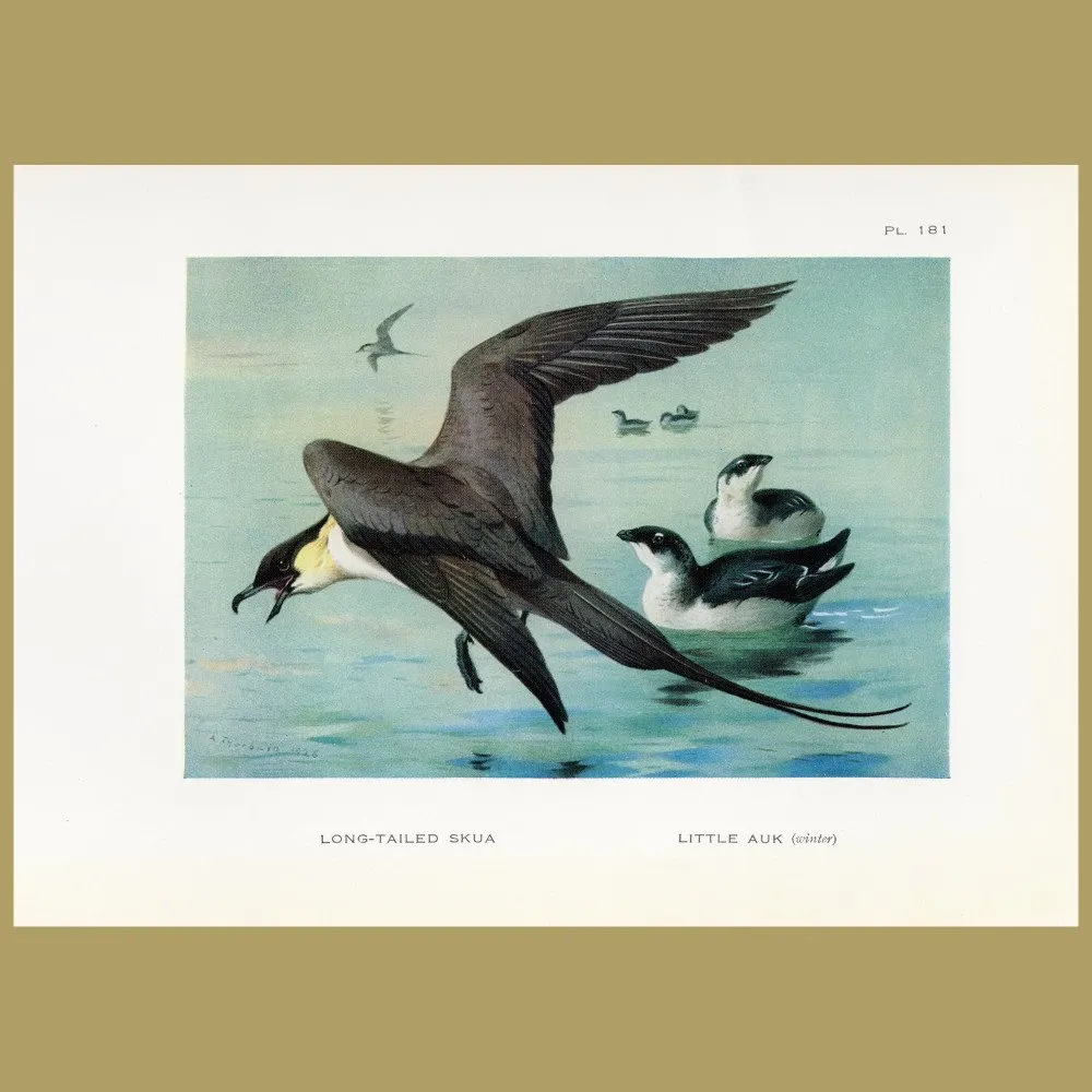 Antique print. Long-tailed Skua And Little Auk