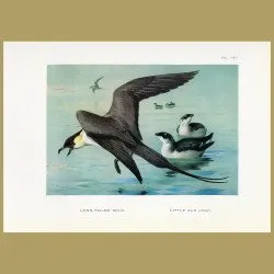 Long-tailed Skua And Little Auk