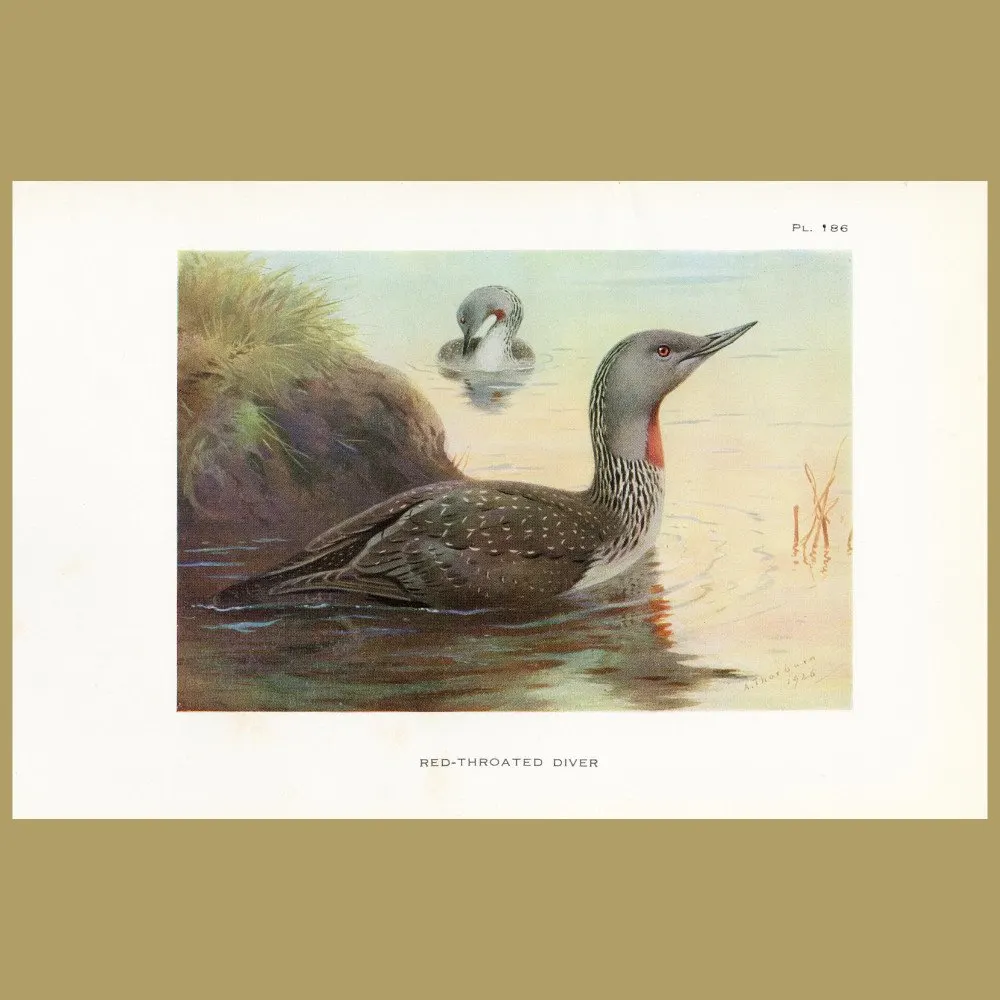 Antique print. Red-throated Diver
