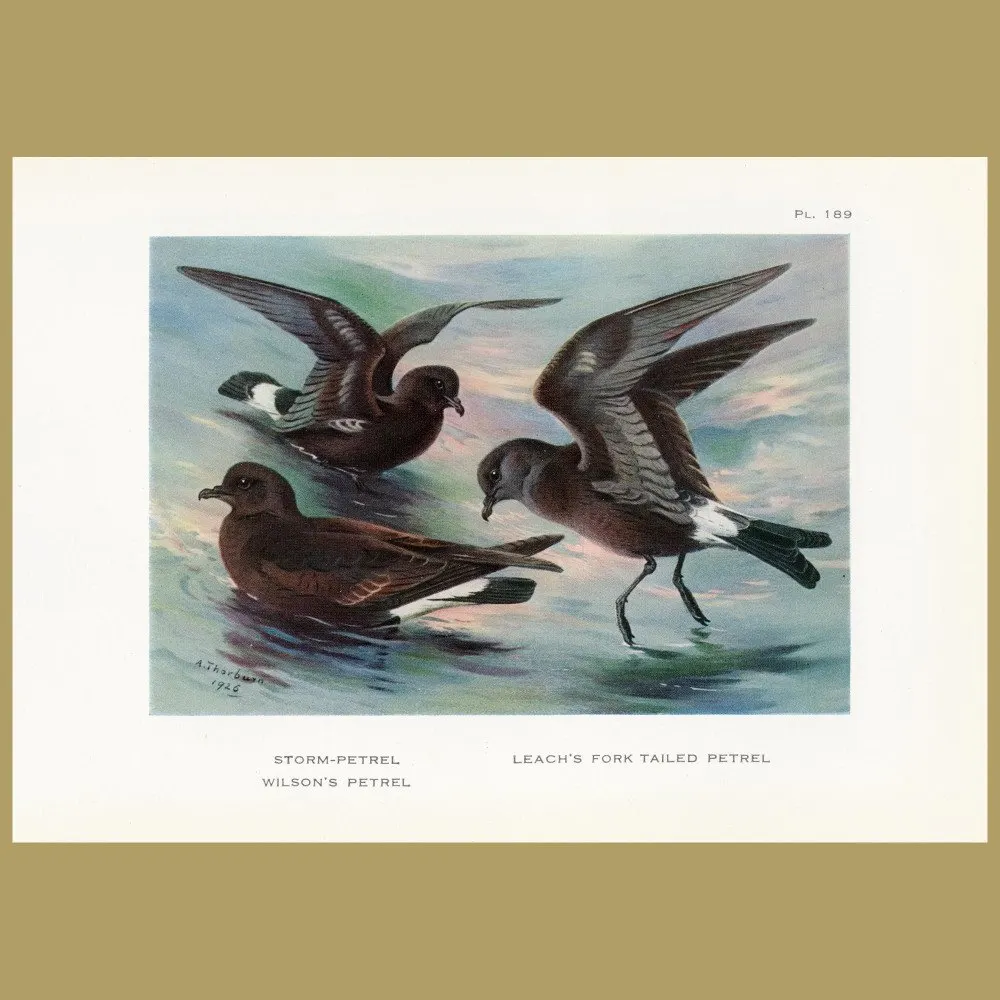 Antique print. Storm Petrel, Wilson’s Petrel And Leach’s Fork Tailed Petrel