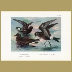 Storm Petrel, Wilson’s Petrel And Leach’s Fork Tailed Petrel
