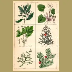 Yew, Frog Bit, Mystle-leaved Sumach