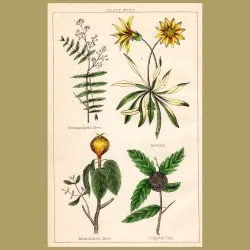 Peruvian Mastic Tree, Arctotis, Manchineel Tree, Cupped Oak