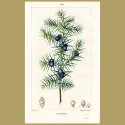 Genevrier – Juniper Tree