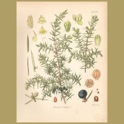 Juniper
