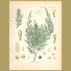 Savin Juniper