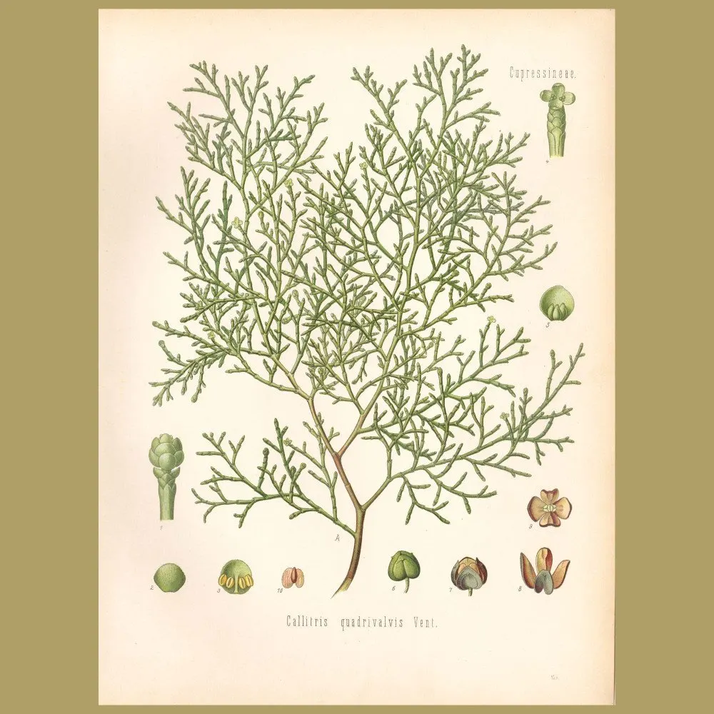 Antique print. Cypress Pine