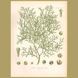 Cypress Pine