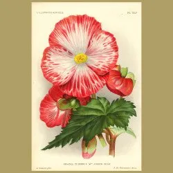 Begonia