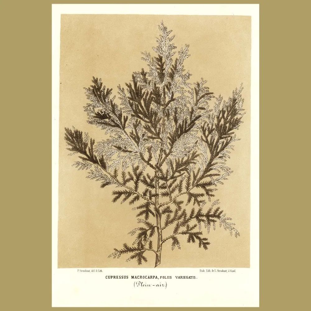 Antique print. Cupressus Macrocarpa: Monterey Cypress