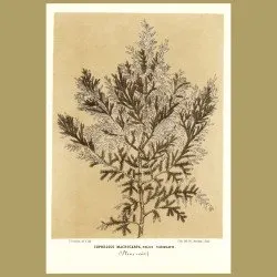 Cupressus Macrocarpa: Monterey Cypress