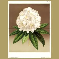 Rhododendron (double sized print)