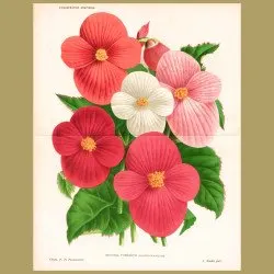Begonia tubereux