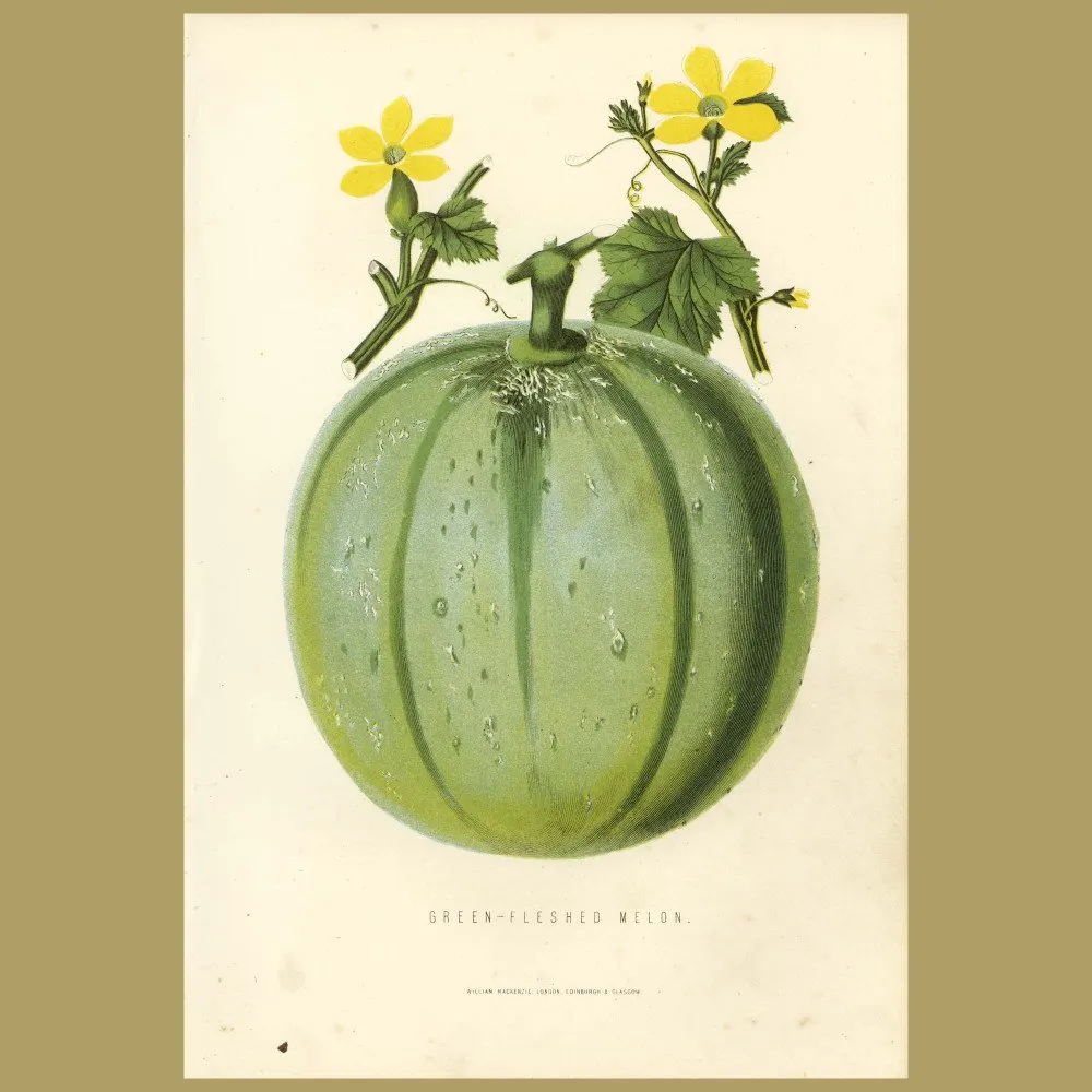 Antique print. Melon