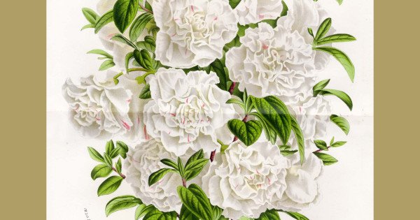 Azalea. Genuine antique print for sale.