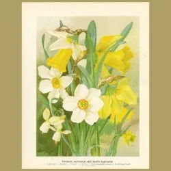 Trumpet Daffodils and Poet's Narcissus