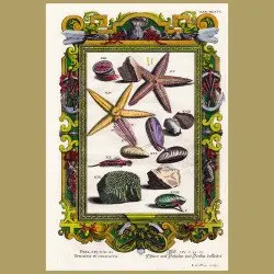 Starfish And Shellfish