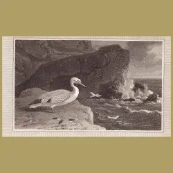 Gannet