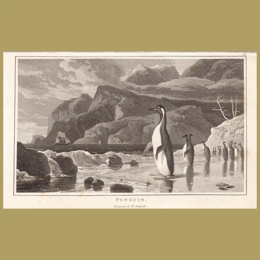 Penguin: Genuine antique print for sale.