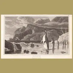 Penguin
