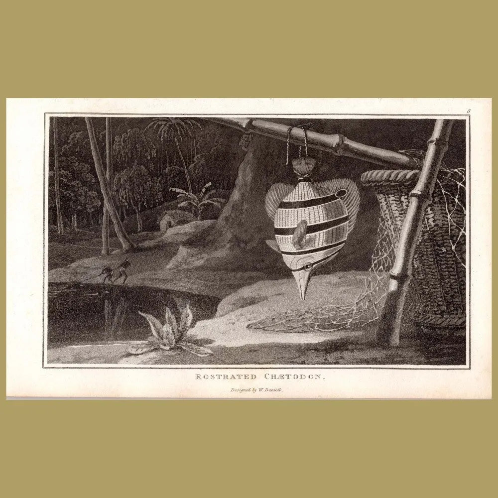 Butterfly Fish (Rostrated Chaetodon): Genuine antique print for sale.