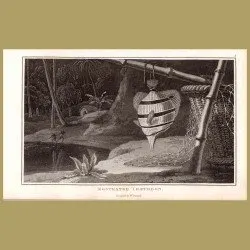 Butterfly Fish (Rostrated Chaetodon)