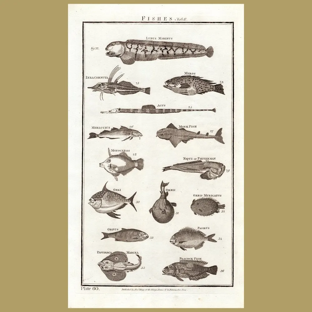 Fish: Genuine antique print for sale.