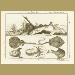 Rays, Shark, Sunfish, Octopus, Puffer Fish