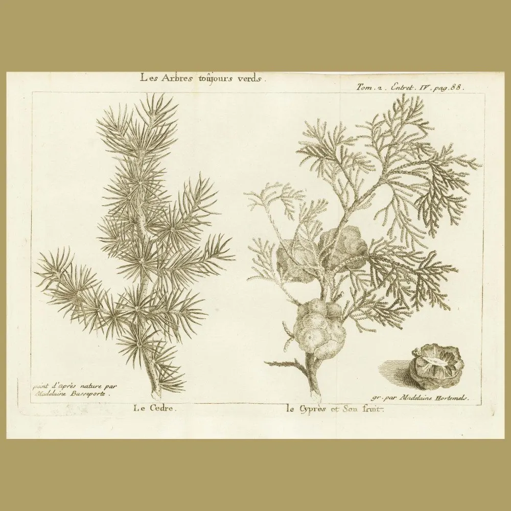 Antique print. Cedar Tree And Cypress Tree